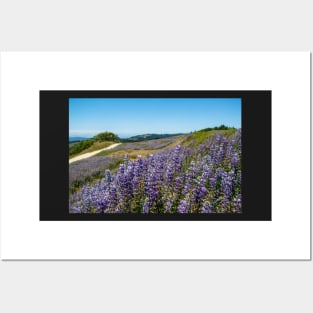 Lupine blooming on the hills Posters and Art